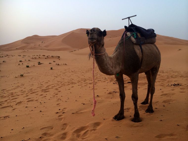 Meilleurs conseils pour bien préparer votre voyage au Sahara